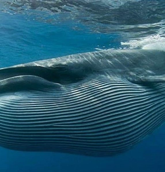 "Cá voi" tiếng anh là gì? Các cụm từ tiếng Anh sử dụng từ cá voi