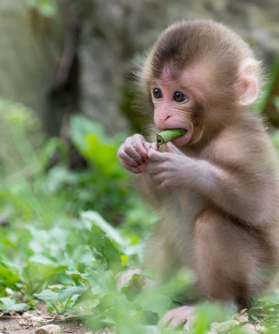 "Con khỉ" tiếng anh là gì? Những thành ngữ tiếng anh với từ con khỉ