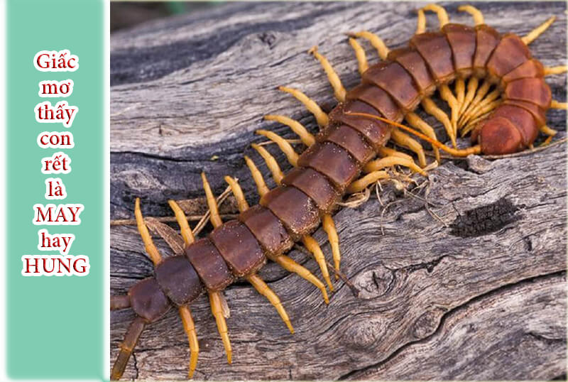 mơ thấy rết